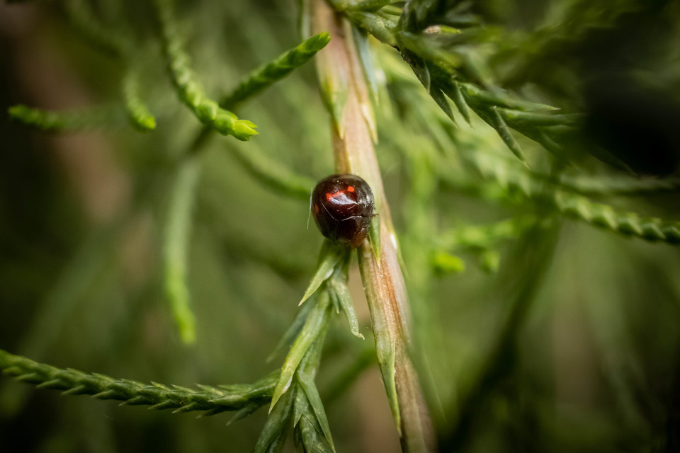 Chilocorus bipustulatus - szalagos szerecsenkata