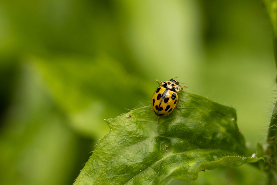 Propylea quatuordecimpunctata - tizennégypettyes füsskata