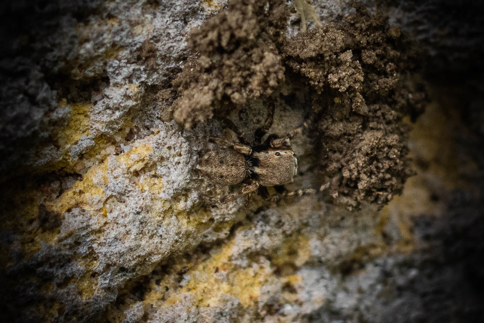 Attulus