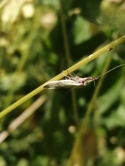Pleurota