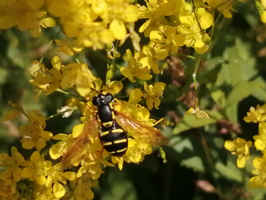 Chrysotoxum