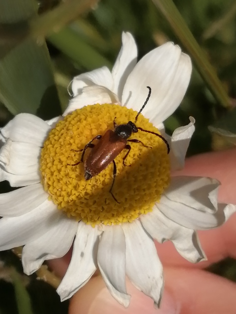 Pseudovadonia livida - barnás virágcincér