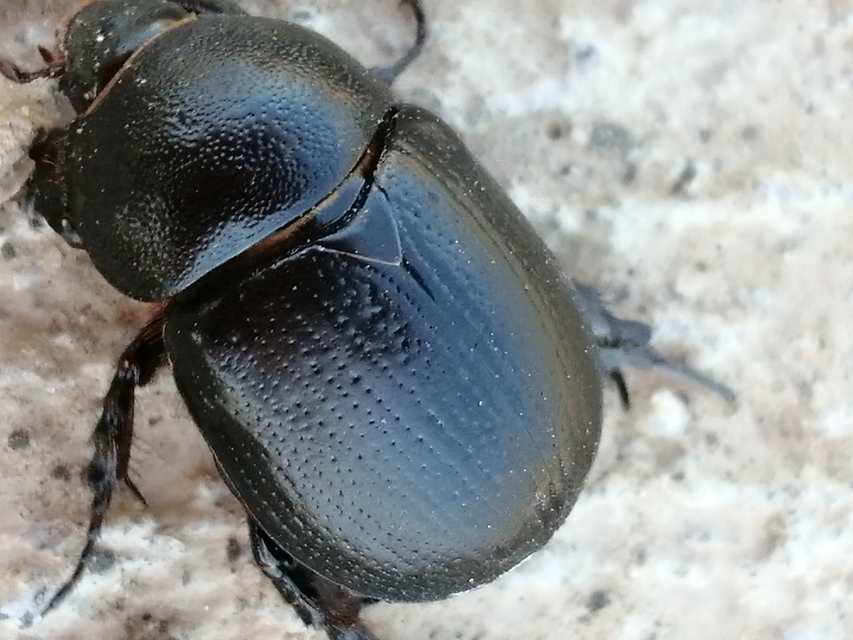 Pentodon idiota - butabogár
