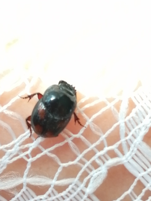 Caccobius schreberi - lakkfényű trágyatúró