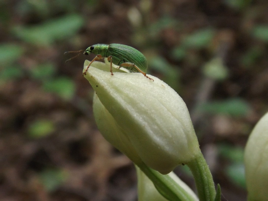 Polydrusus formosus - selymes lombormányos