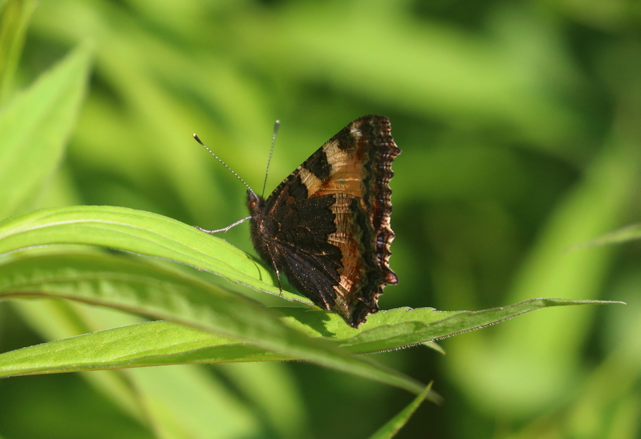 Nymphalis urticae - kis rókalepke