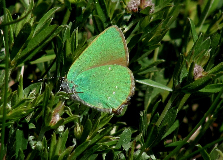 Callophrys rubi - zöldfonákú lepke