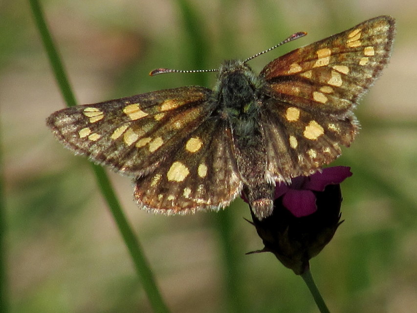 Carterocephalus palaemon - kockás busalepke
