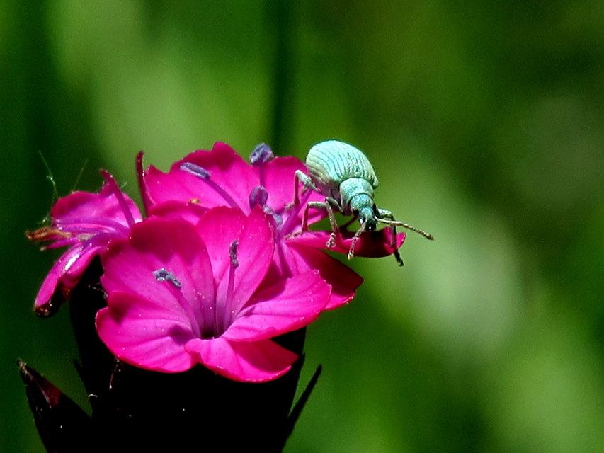 Phyllobius maculicornis - galagonya-levélormányos