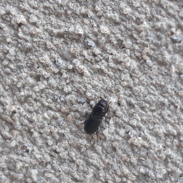 Pleurophorus caesus - hengeres trágyabogár