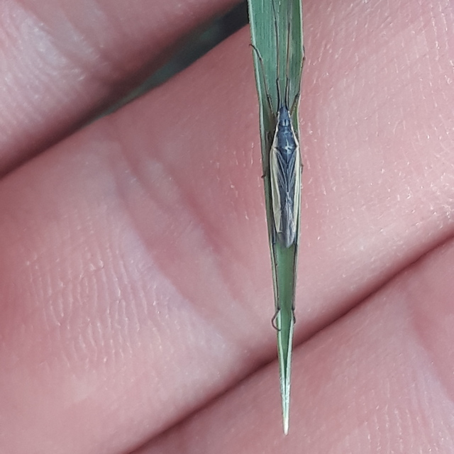 Notostira