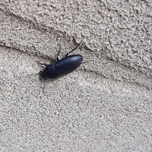 Crypticus quisquilius - fürge gyászbogár