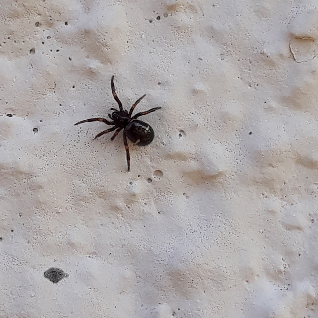 Asagena phalerata/meridionalis