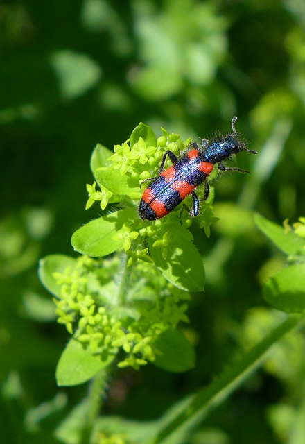 Trichodes favarius - hatfoltos méhészbogár