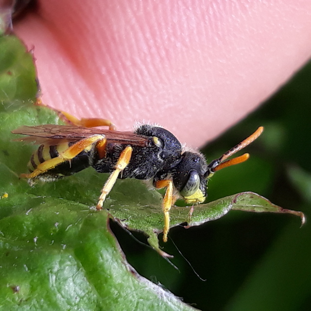Nomada