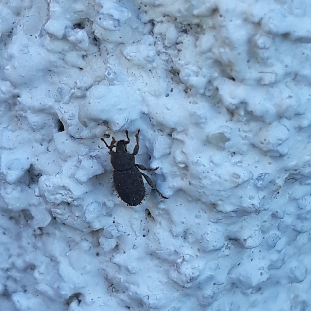 Trachyphloeus parallelus - pompás éjiormányos