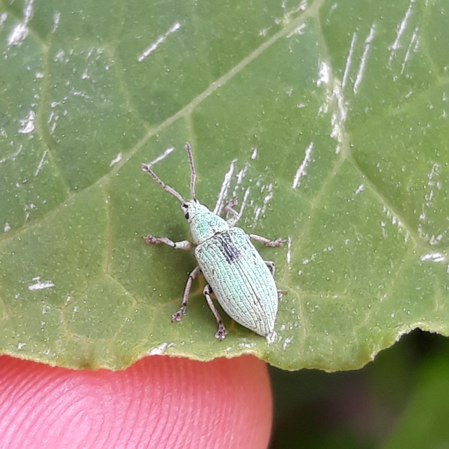 Phyllobius virideaeris - halványzöld levélormányos