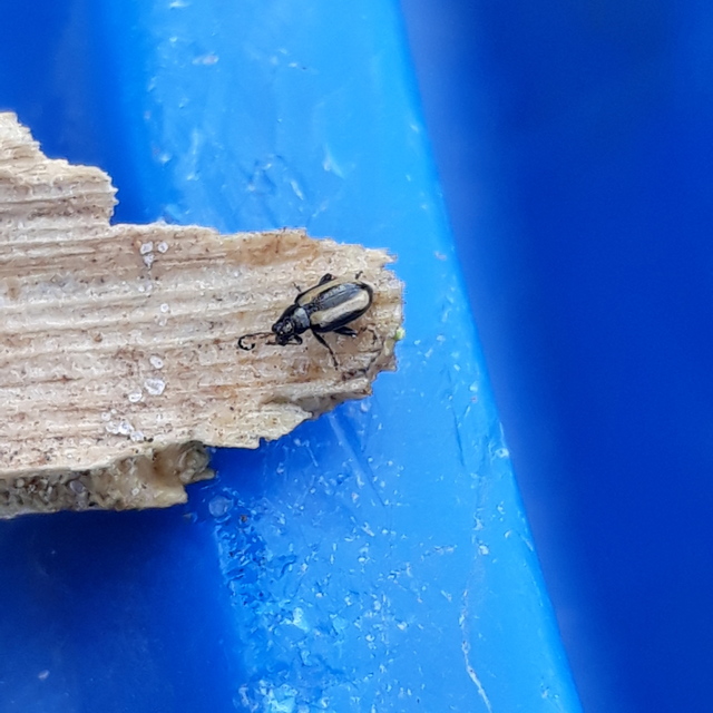 Phyllotreta