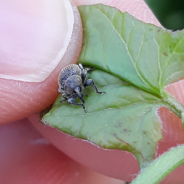 Rhinusa tetra - magtoklakó ökörfarkkóró-ormányos