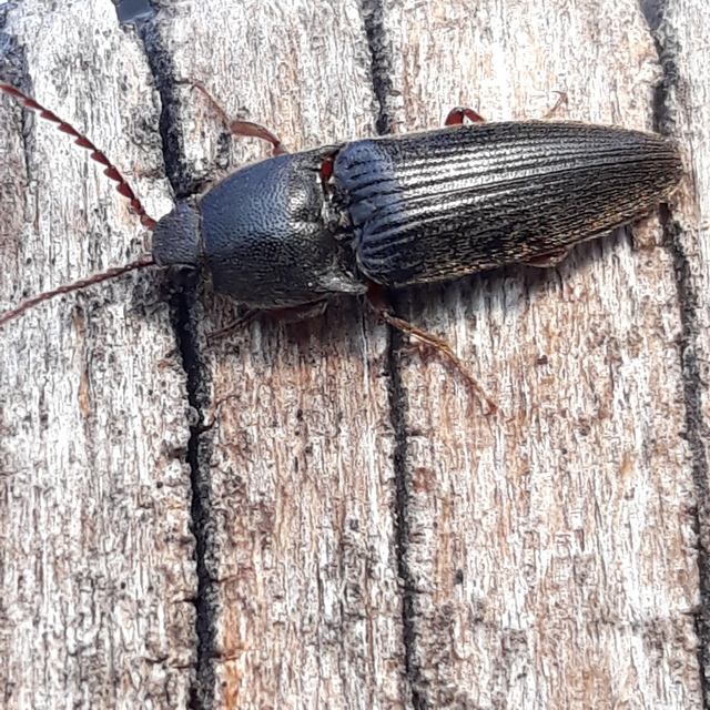 Melanotus crassicollis - vállas gyászpattanó