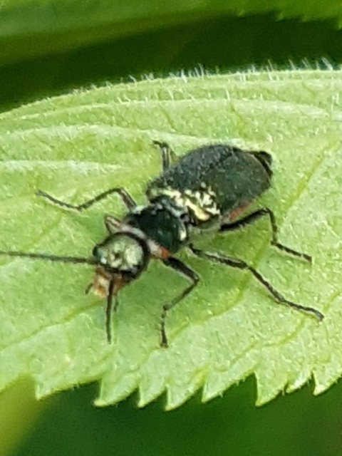 Malachius bipustulatus - kétfoltos bibircsesbogár