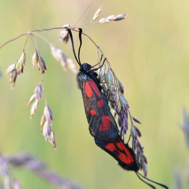 Zygaena loti - közönséges csüngőlepke