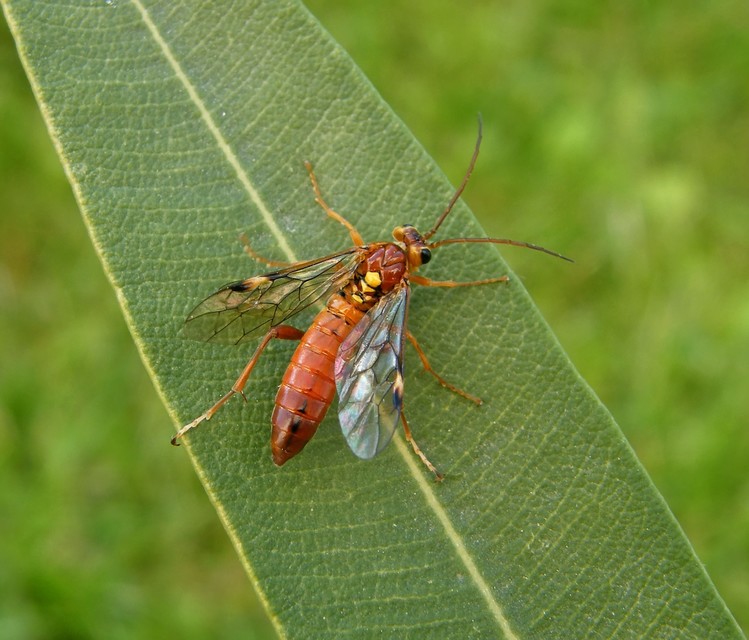 Hymenoptera - Hártyásszárnyúak