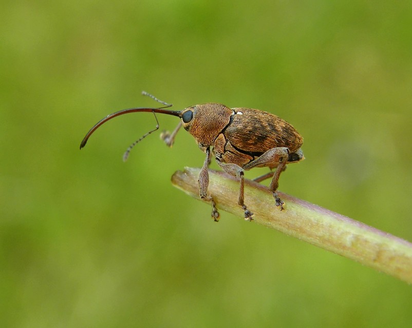 Curculio glandium - tölgymakkzsuzsóka