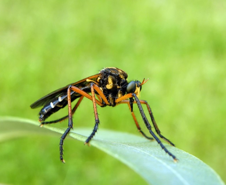 Molobratia teutonus