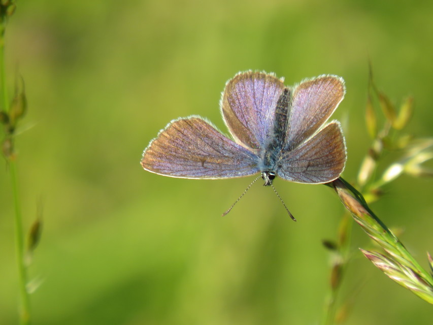 Cyaniris semiargus - aprószemes boglárka