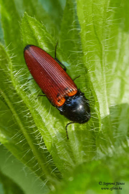 Ampedus