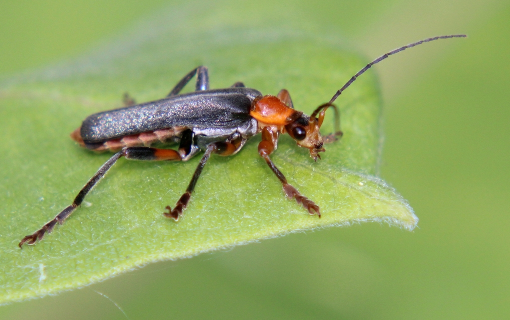 Cantharis livida - mezei lágybogár
