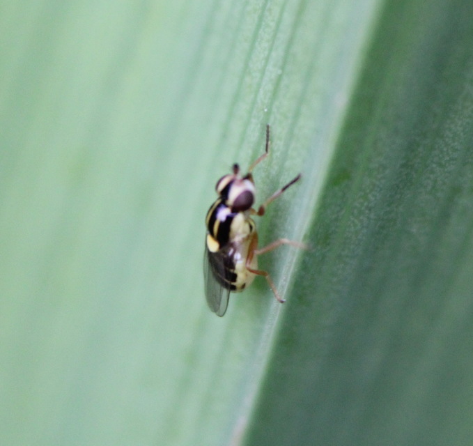 Chloropidae - gabonalegyek