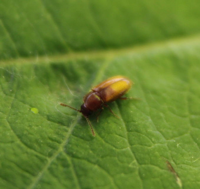 Cryptophagidae - penészbogárfélék