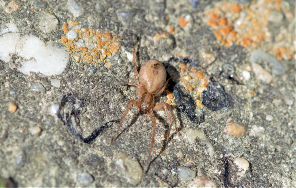 Anyphaena accentuata - jegyespók