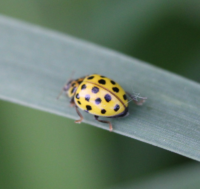 Psyllobora vigintiduopunctata - huszonkétpettyes katica