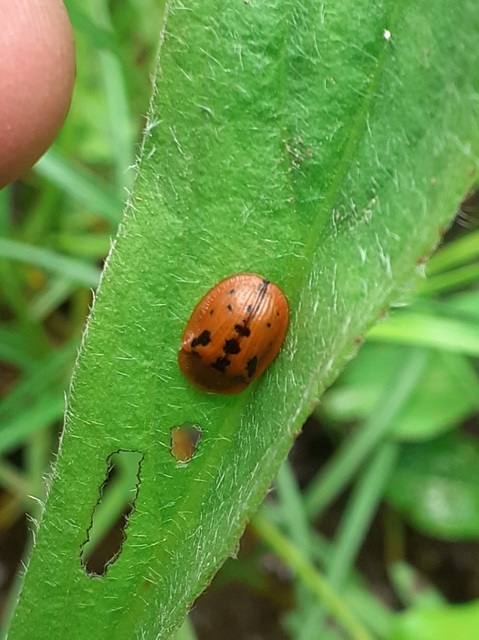 Cassida murraea - foltos pajzsbogár