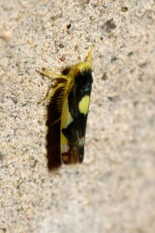 Eupteryx vittata