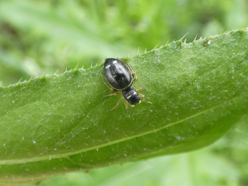 Heliophanus