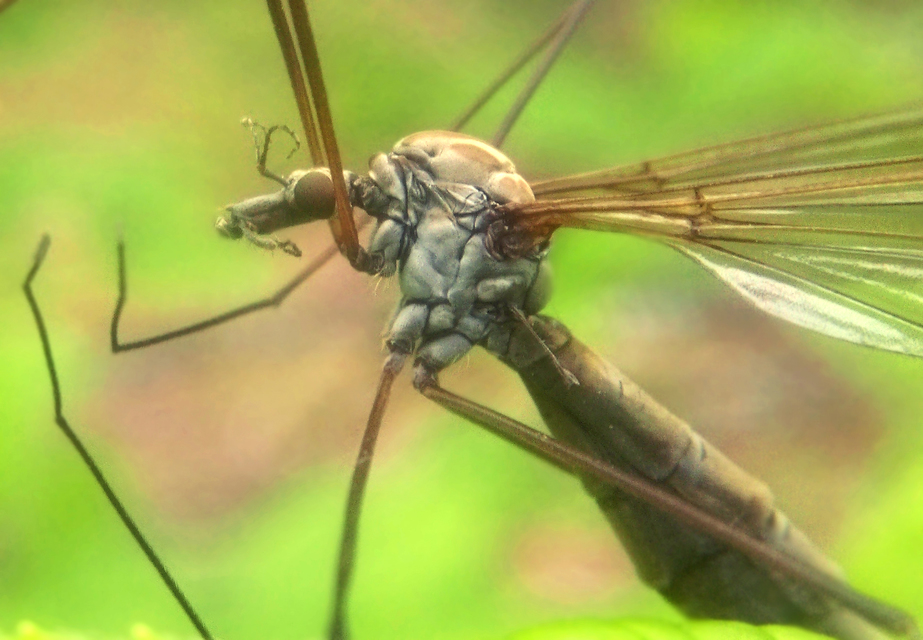 Tipula