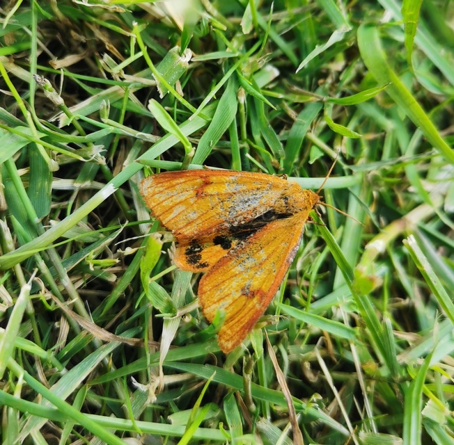Diacrisia sannio - vörösszélű medvelepke