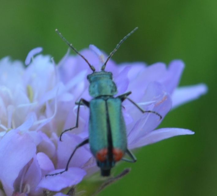 Malachius bipustulatus - kétfoltos bibircsesbogár