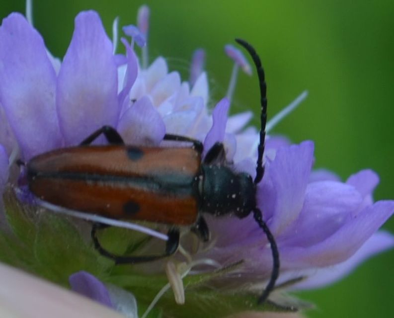 Vadonia unipunctata - kétpettyes virágcincér