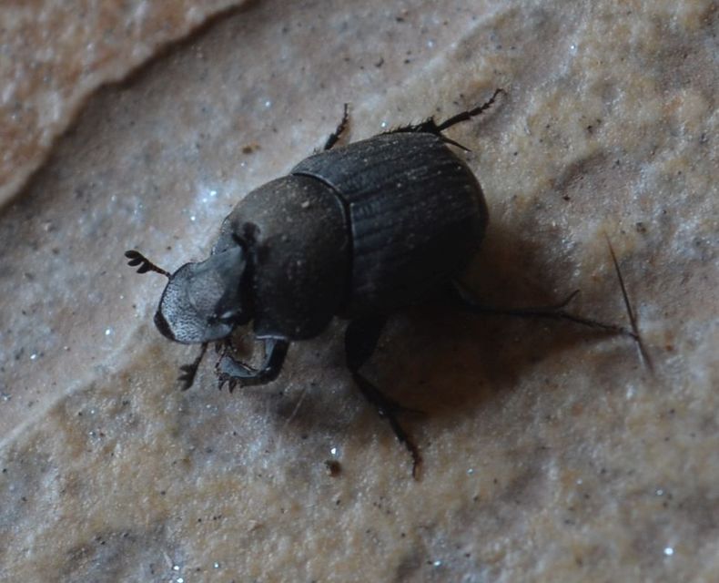 Onthophagus verticicornis - fekete trágyatúró