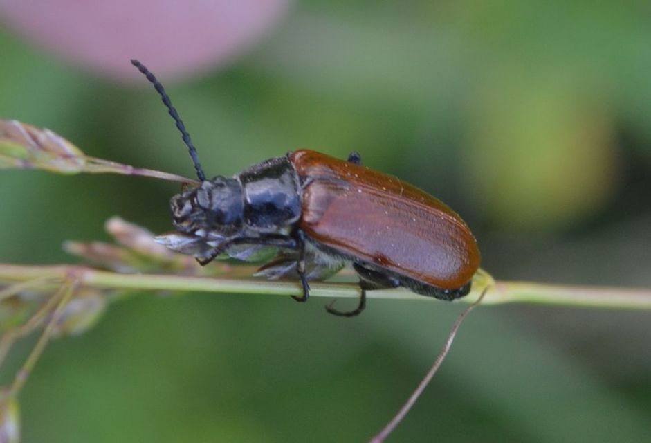 Omophlus Omophlus