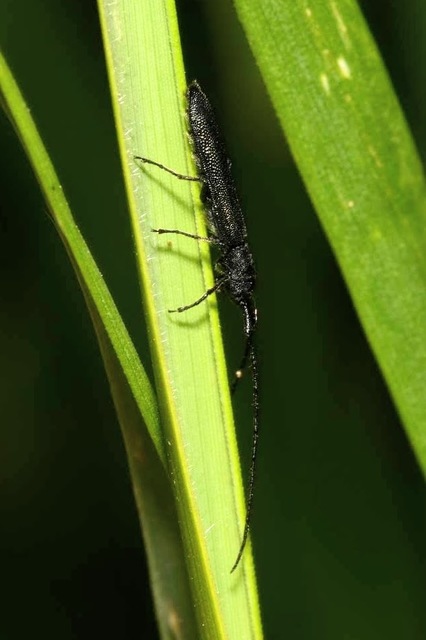 Theophilea subcylindricollis - hengeres szalmacincér