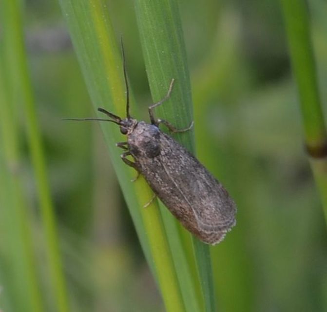 Hypochalcia