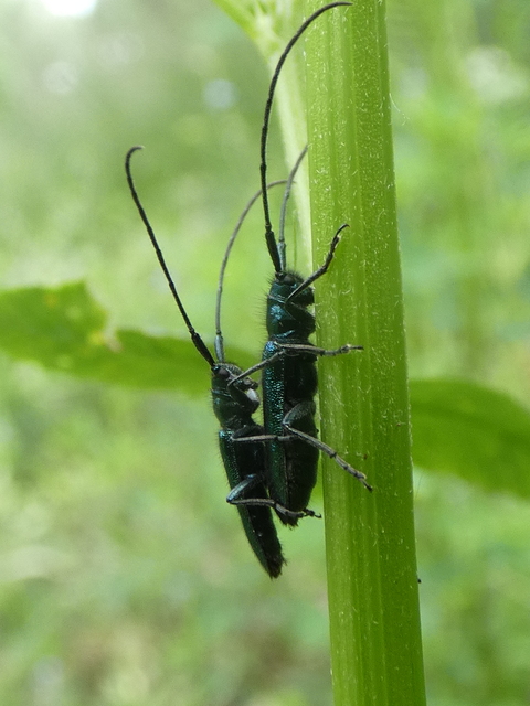 Agapanthia violacea - kék somkórócincér