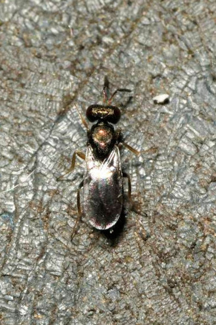 Pteromalidae - sugaras fémfürkészek