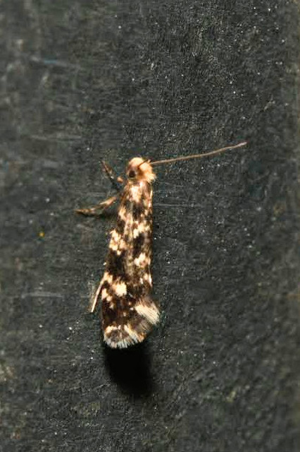 Nemapogon variatella - fehérfejű gombamoly
